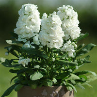 Weiß matthiola incana blume samen for garten anpflanzung