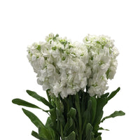 Non gmo weiß matthiola blume samen