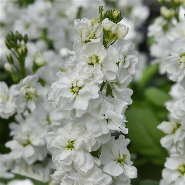 Ornamental weiß matthiola for gardens