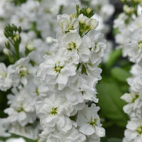 Ornamental weiß matthiola for gardens
