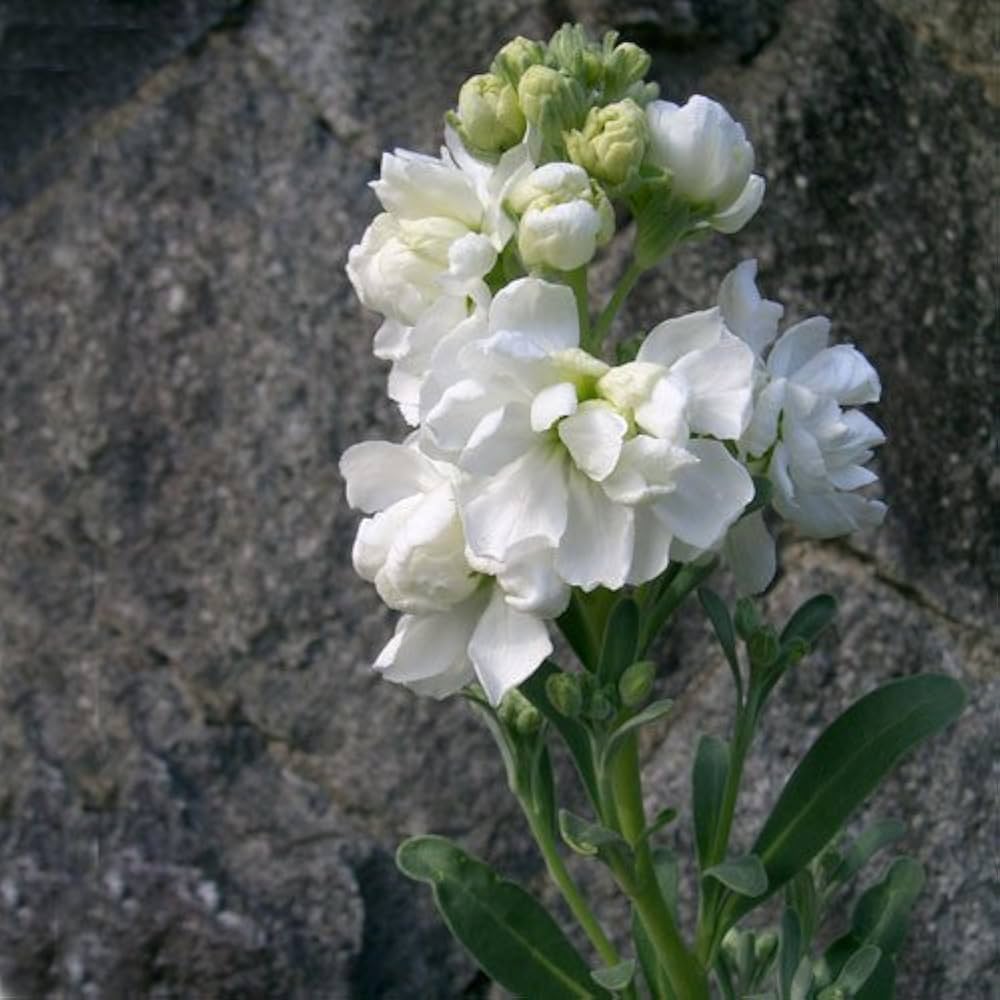 Weiß matthiola blume samen for anpflanzung