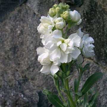 Weiß matthiola blume samen for anpflanzung