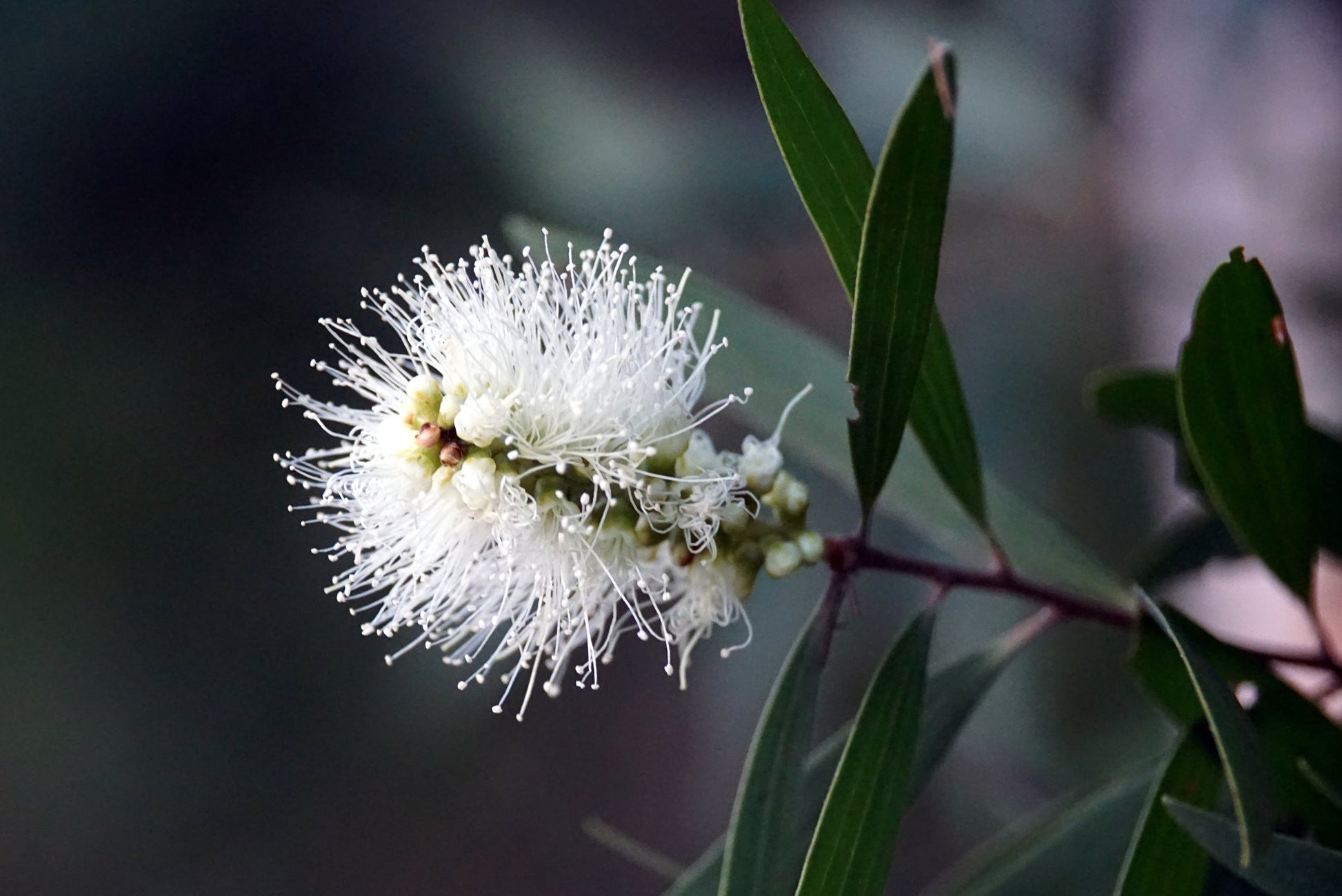 Weiß melaleuca tree with soft brush-like blooms
