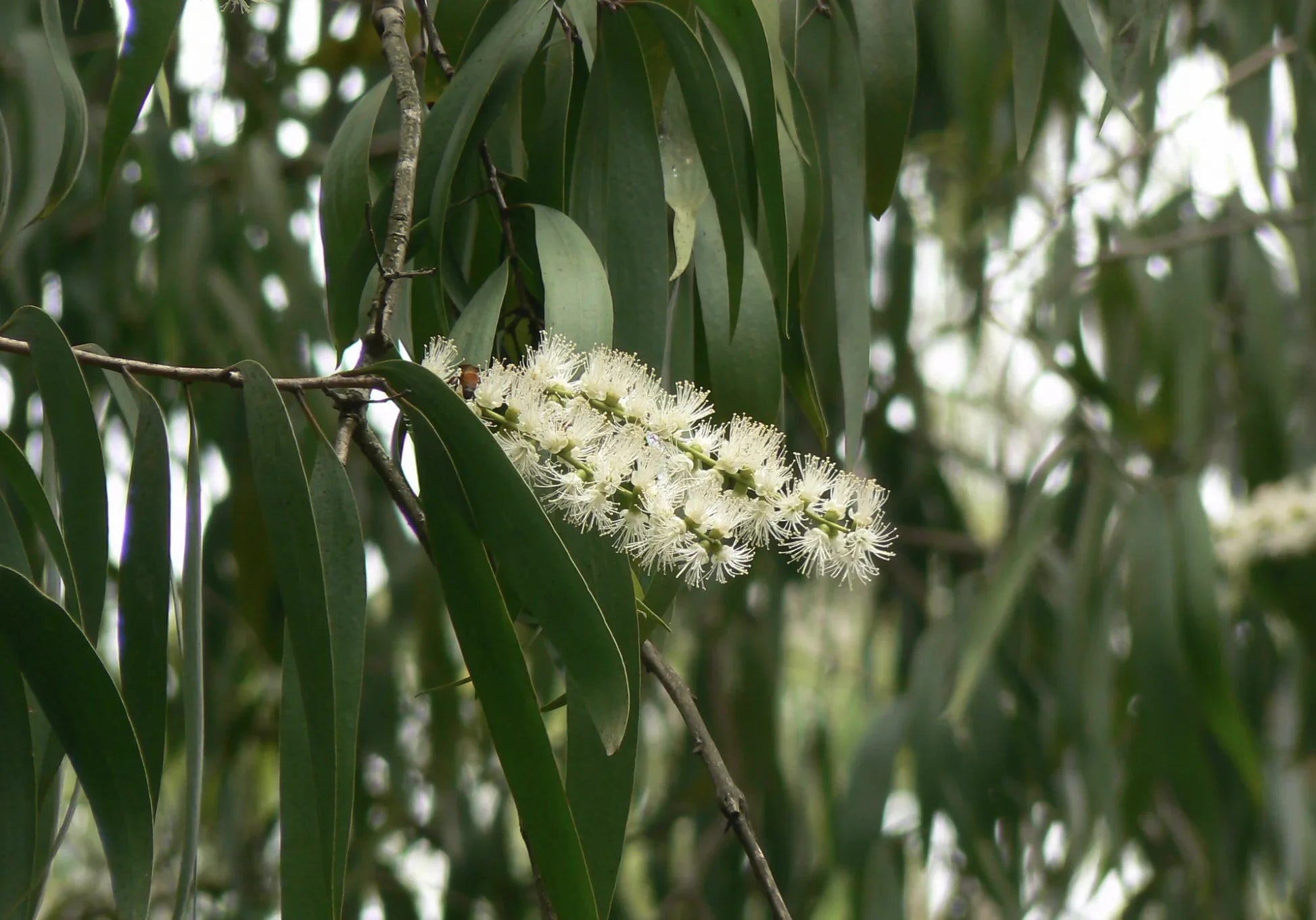 Non-gmo weiß melaleuca samen