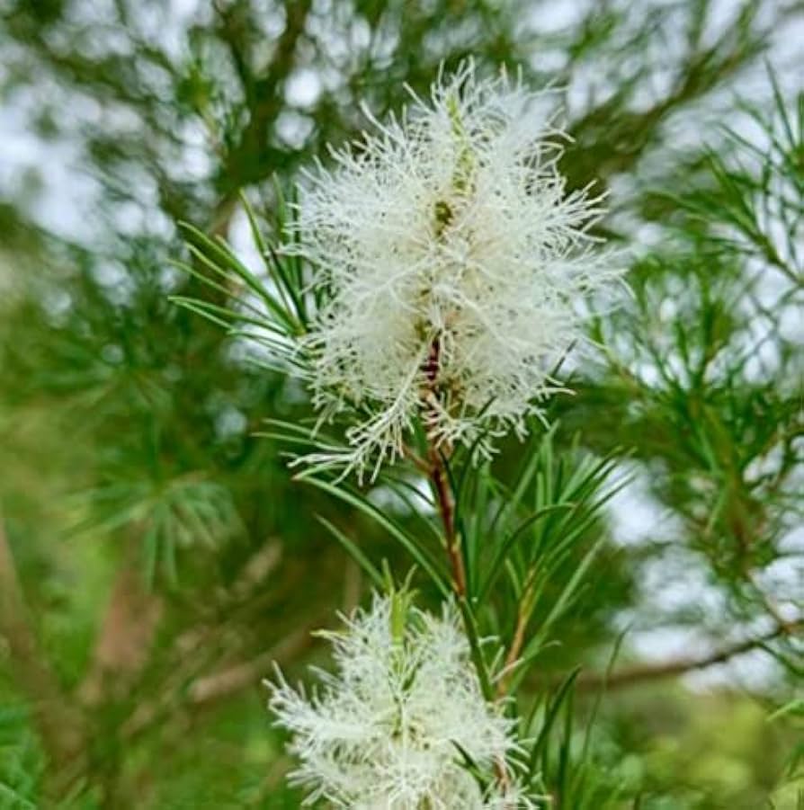 Ornamental weiß melaleuca tree in garten
