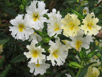 Non-gmo weiß mimulus hybridus samen