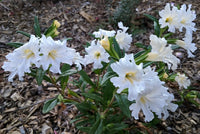 Ornamental weiß mimulus hybridus flowering pflanze