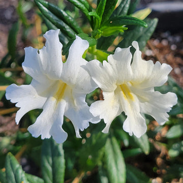 Weiß mimulus hybridus blume samen for anpflanzung