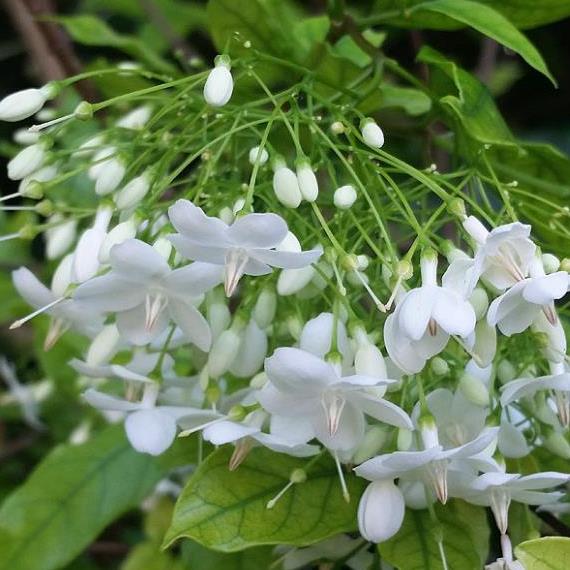 Weiß mok blume samen for anpflanzung
