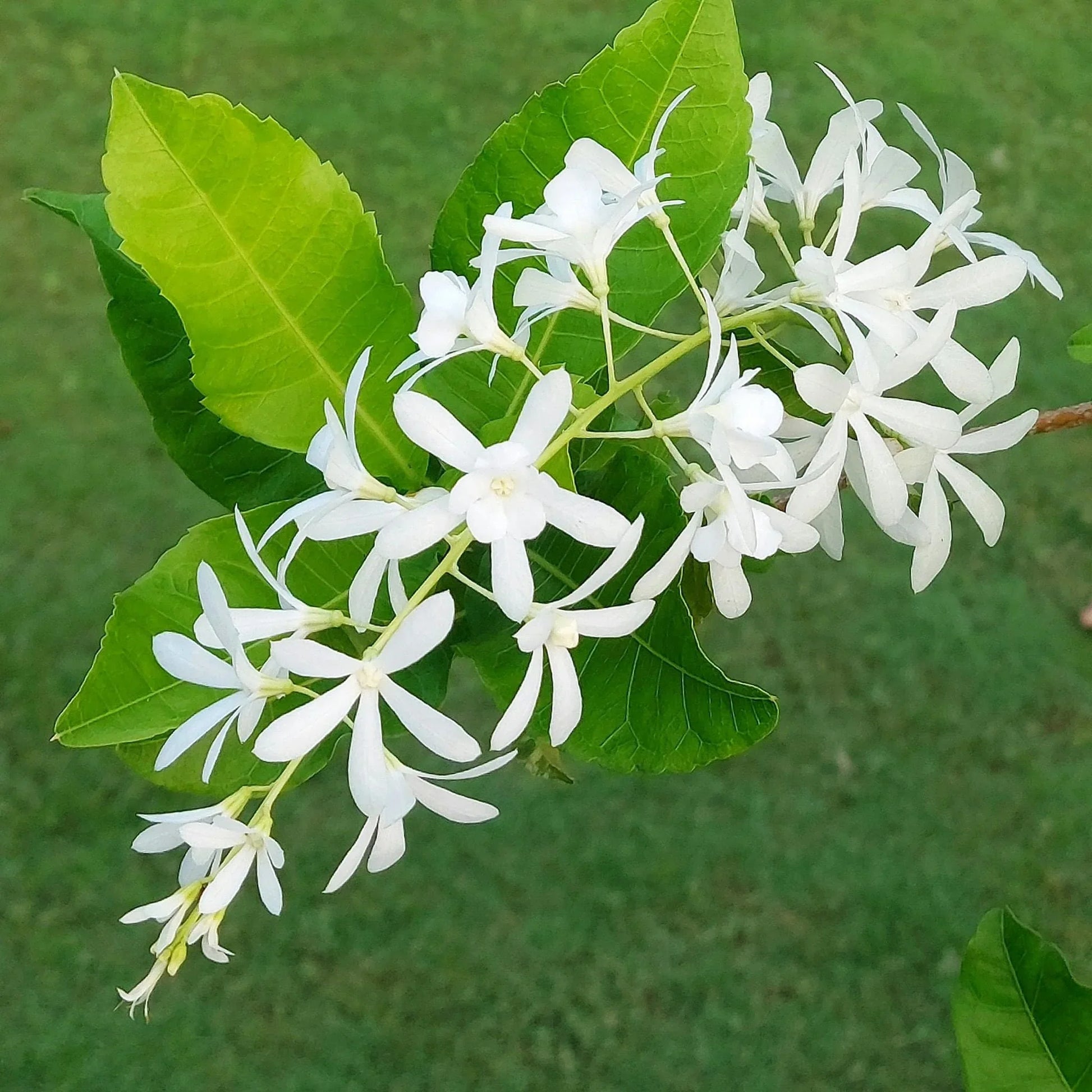 Non gmo weiß mok blume samen