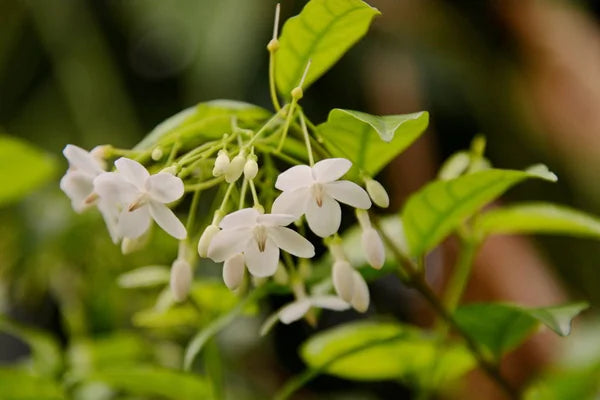 Ornamental weiß mok samen for gardens