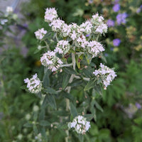 Non-gmo weiß mountain mint samen