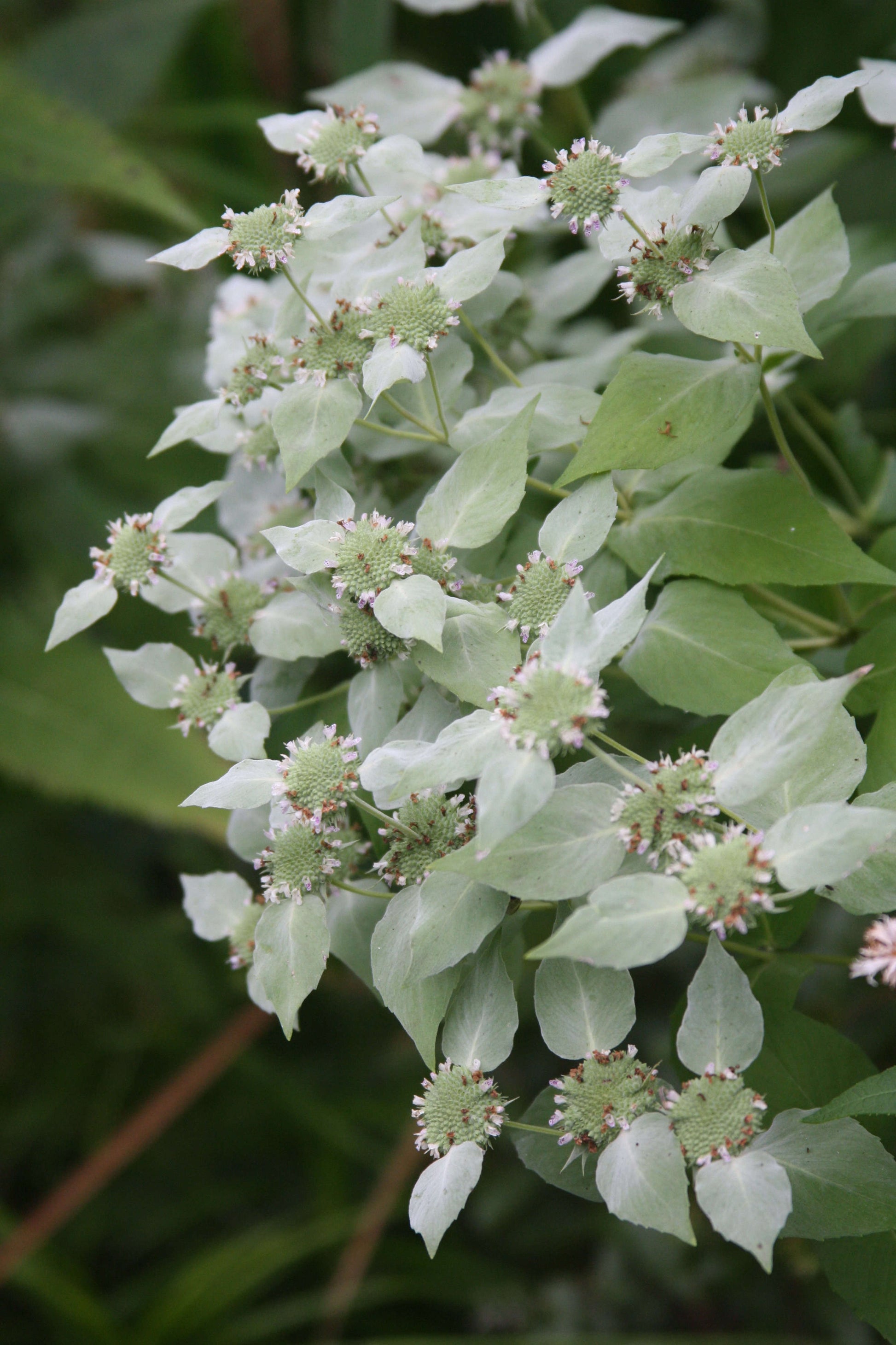 Ornamental weiß mountain mint pflanze