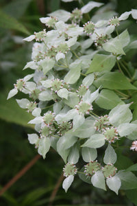 Ornamental weiß mountain mint pflanze