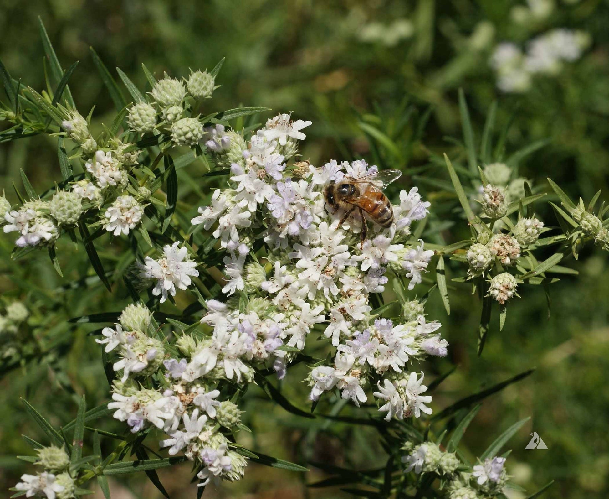 Pollinators visiting weiß mountain mint blumen