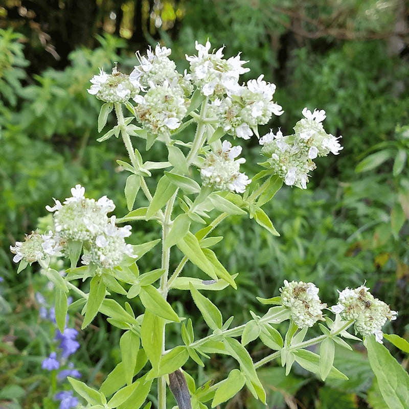 Weiß mountain mint blume samen for anpflanzung