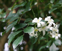 Non-gmo murraya paniculata samen