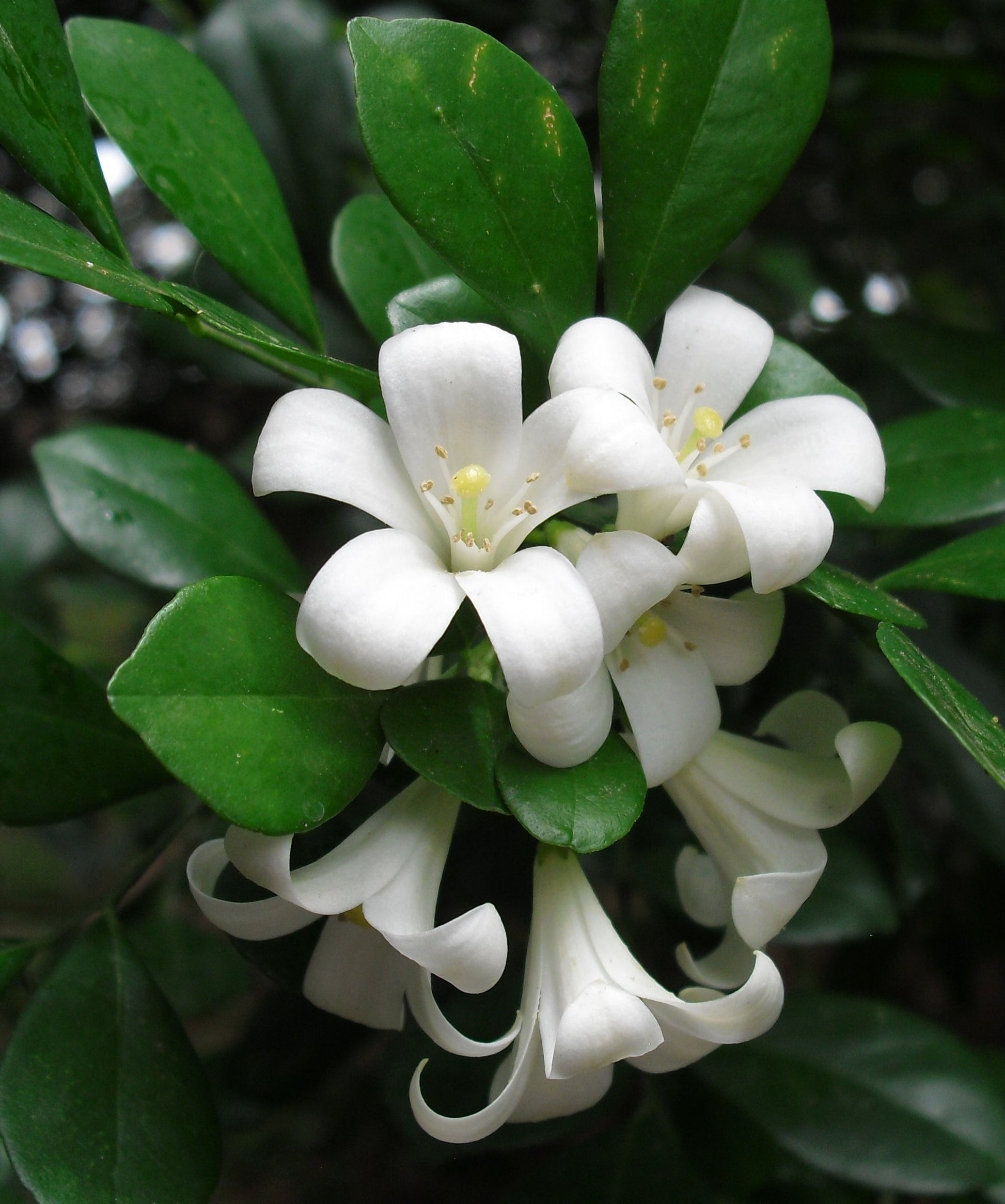 Ornamental murraya paniculata shrub with weiß blooms