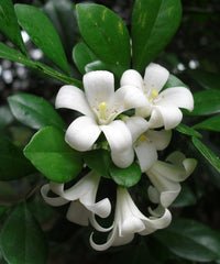 Ornamental murraya paniculata shrub with weiß blooms