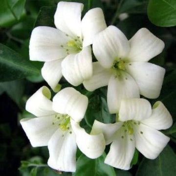 Weiß murraya paniculata blume samen for anpflanzung