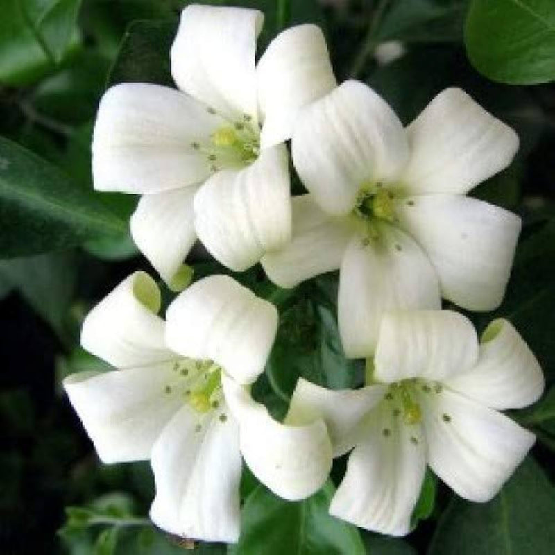 Weiß murraya paniculata blume samen for anpflanzung