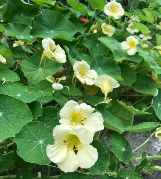 Edible weiß nasturtium blumen for decoration