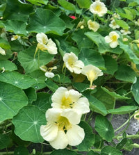 Edible weiß nasturtium blumen for decoration