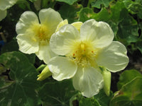 Non gmo weiß nasturtium blume samen