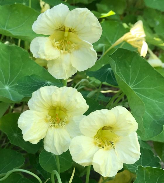 Ornamental weiß nasturtium samen for gardens