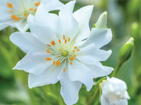 Non gmo weiß nevada lewisia samen