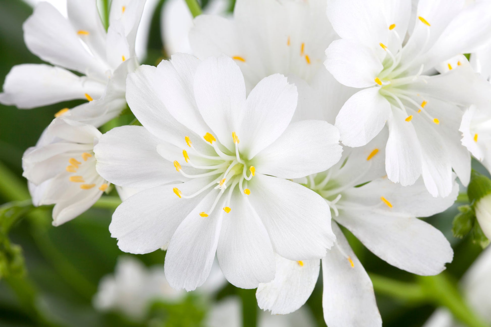 Ornamental weiß nevada lewisia samen for gardens
