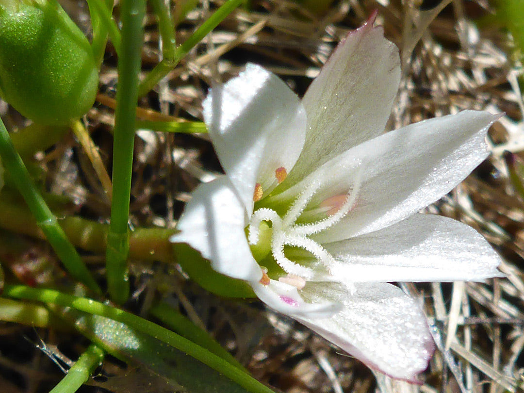 Weiß nevada lewisia in rock garten