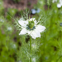 Weiß nigella blumen blooming in spring garten