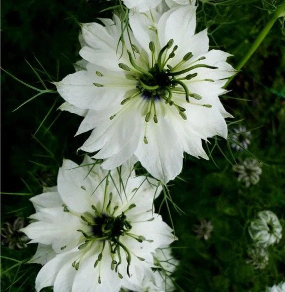 Non gmo weiß african nigella samen