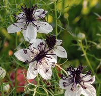 Ornamental weiß african nigella samen for gardens
