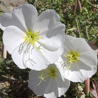 Non gmo weiß oenothera samen