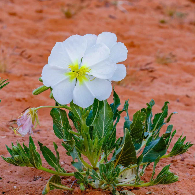 Ornamental weiß oenothera flowering pflanze