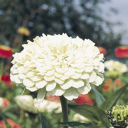 Non gmo weiß oklahoma blume samen