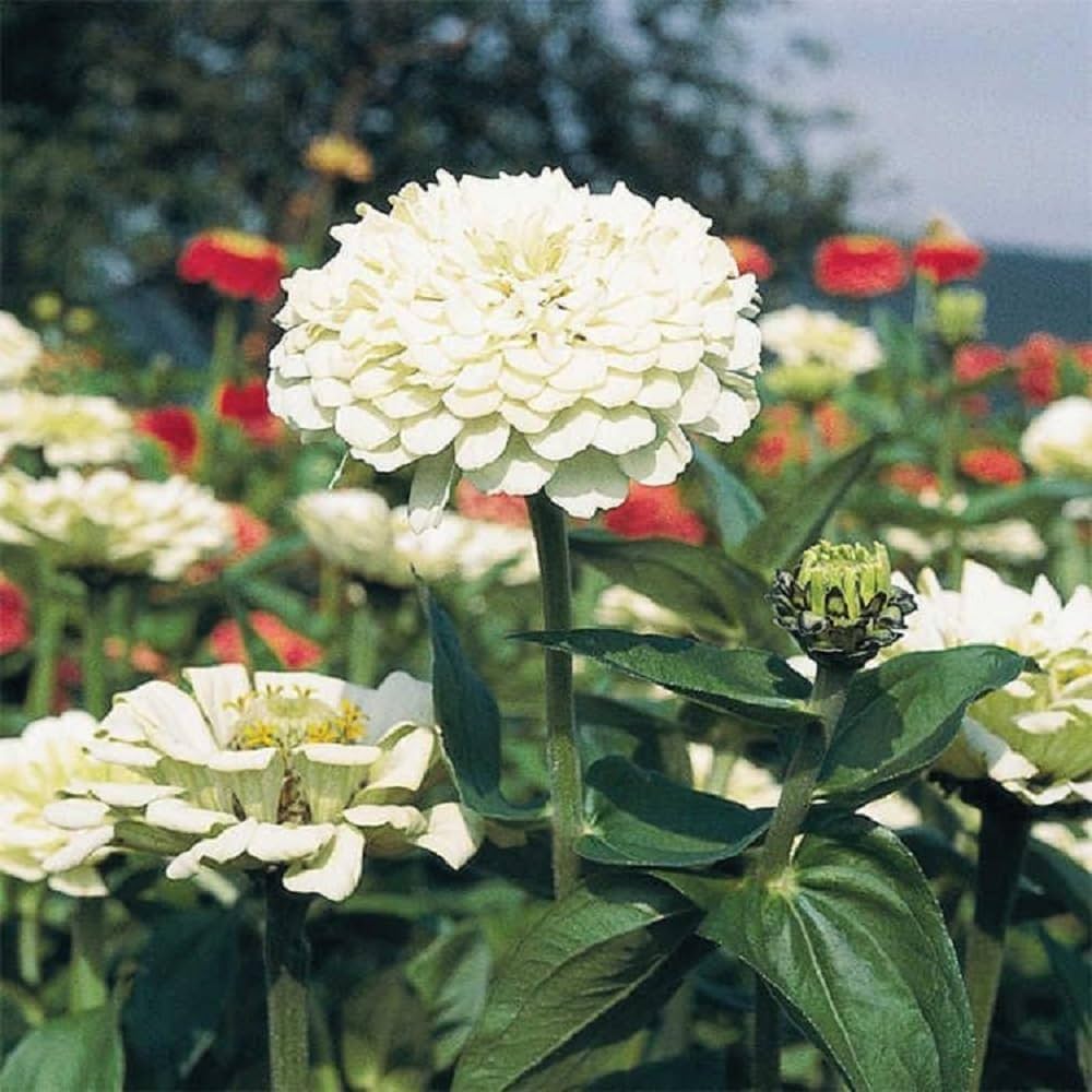Ornamental weiß oklahoma flowering pflanze