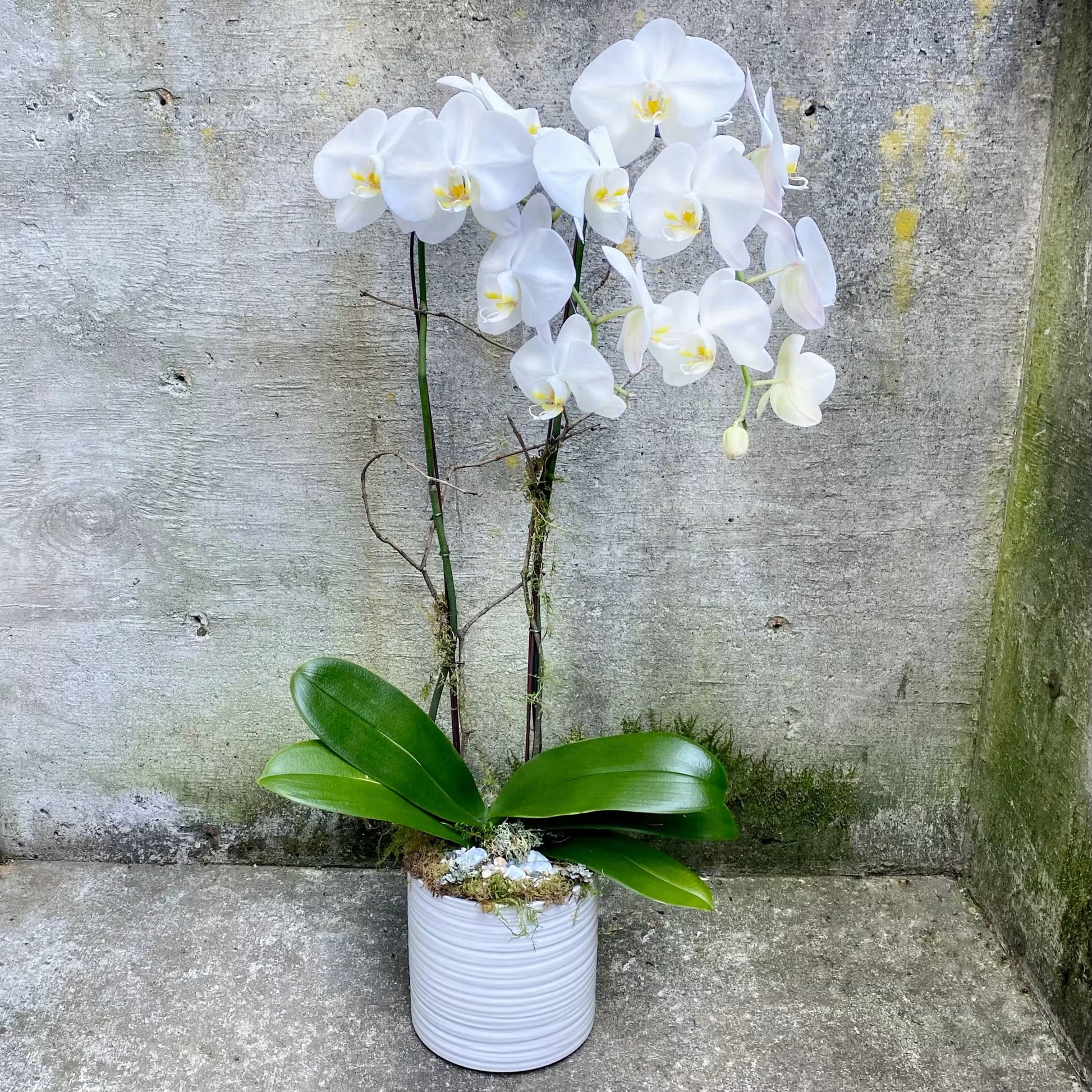 Weiß orchid indoor potted pflanze