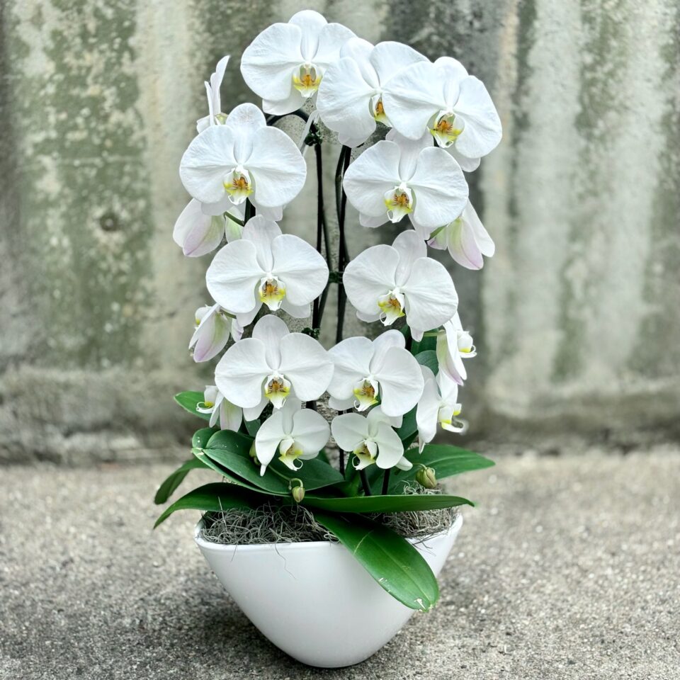 Non gmo weiß orchid blume samen