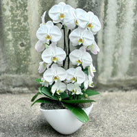 Non gmo weiß orchid blume samen