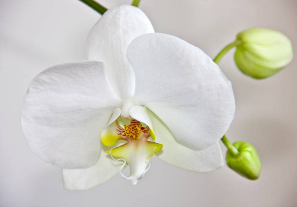 Non gmo weiß orchid samen