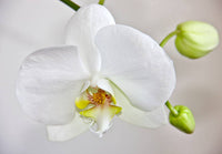 Non gmo weiß orchid samen