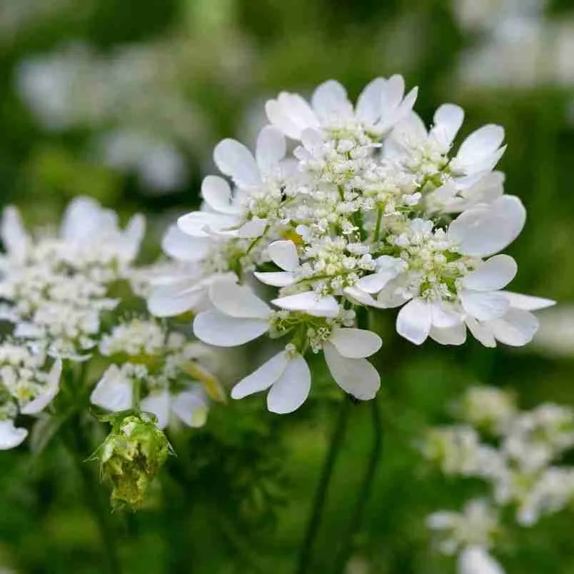 Non gmo weiß orlaya samen