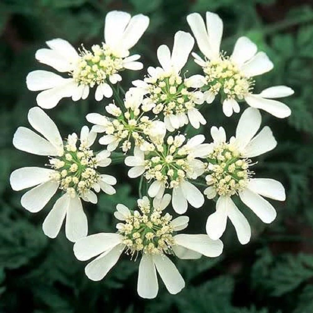 Ornamental weiß orlaya flowering pflanze