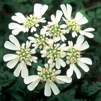 Ornamental weiß orlaya flowering pflanze