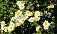Weiß paludosum used as border pflanze