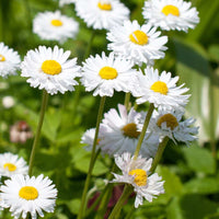 Ornamental weiß paludosum flowering pflanze