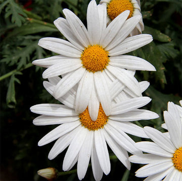 Weiß paludosum blume samen for anpflanzung